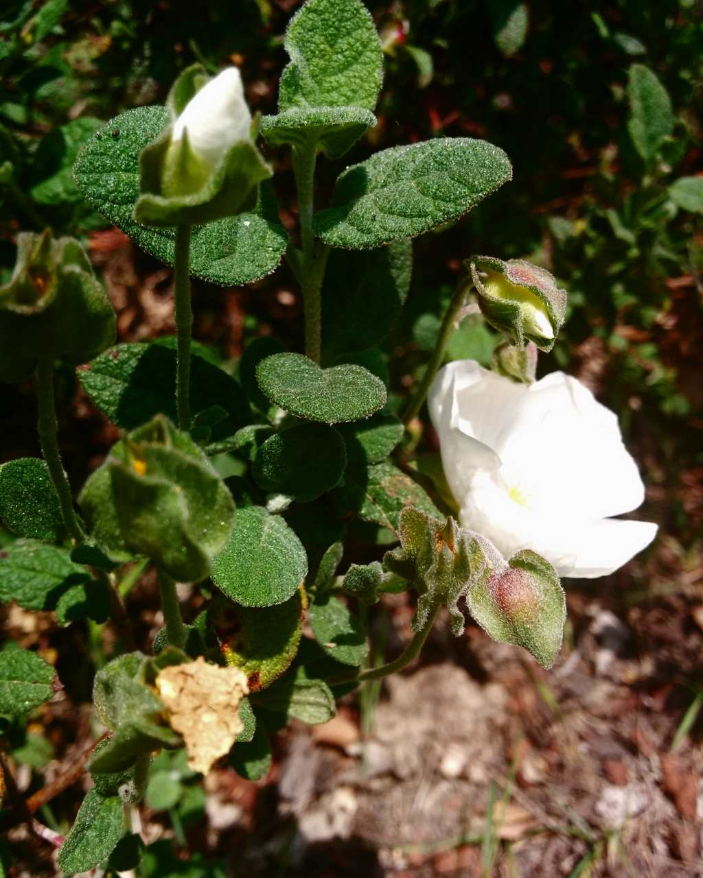 Cistus salvifolius / Cisto femmina